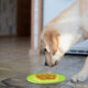 Cute dog eating dog food from bowl at home; Shutterstock ID 1704701335; purchase_order: -; job: -; client: -; other: -